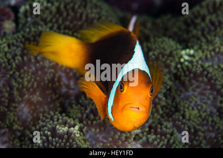 Un cofano bianco (anemonefish Amphiprion leucokranos) nuota vicino a i tentacoli del suo host anemone nelle isole Salomone. Foto Stock