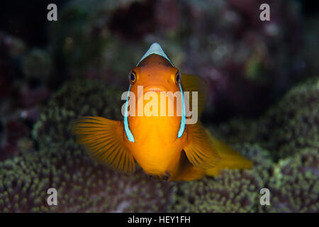 Un cofano bianco (anemonefish Amphiprion leucokranos) nuota vicino i tentacoli del suo host anemone nelle isole Salomone. Foto Stock