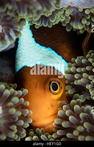 Un cofano bianco (anemonefish Amphiprion leucokranos) nuota fra i tentacoli del suo host anemone nelle isole Salomone. Foto Stock