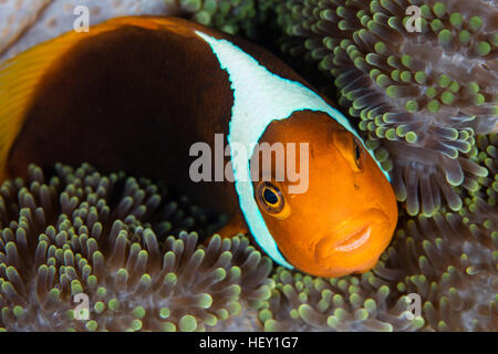 Un cofano bianco (anemonefish Amphiprion leucokranos) nuota fra i tentacoli del suo host anemone nelle isole Salomone. Foto Stock