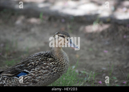 Mallard hen (Anas platyrhynchos) Foto Stock