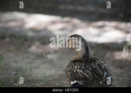 Mallard hen (Anas platyrhynchos) Foto Stock