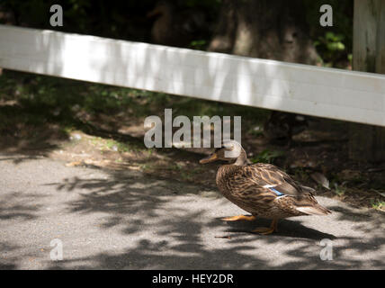 Mallard hen (Anas platyrhynchos) Foto Stock