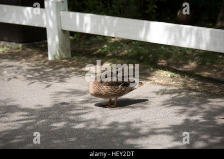 Mallard hen (Anas platyrhynchos) Foto Stock