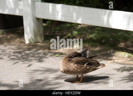 Mallard hen (Anas platyrhynchos) Foto Stock