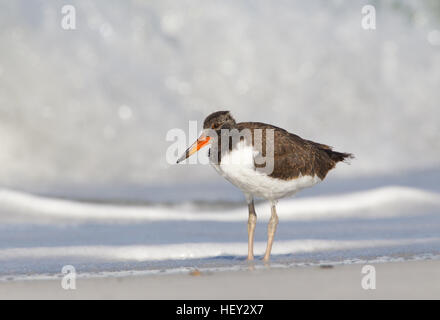 American Oystercatcher fledgeling Coast della Florida Foto Stock