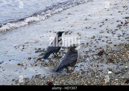 Coppia di Northwestern crows sulla spiaggia rocciosa. Foto Stock