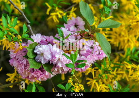 Fioritura rosa ciliegio ramoscello e sullo sfondo di un giallo di forsitia blooming, lascia in erba Foto Stock