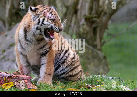 Tigre di Amur cub, 6 mesi di età Foto Stock