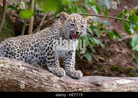 Il persiano leopard cub, dodici settimane Foto Stock