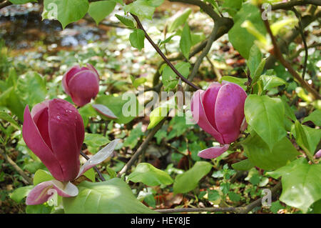 Durante la stagione primaverile big pink i fiori sbocciano sull'albero di magnolia Foto Stock