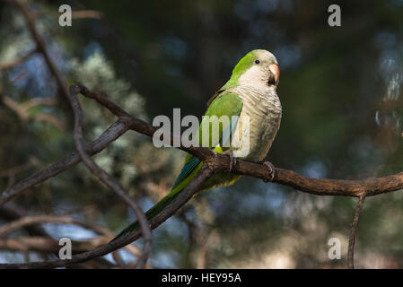 Monaco parrocchetto (Myiopsitta monachus) in Casa de Campo, Madrid Spagna. Foto Stock