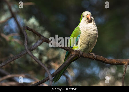 Monaco parrocchetto (Myiopsitta monachus) in Casa de Campo, Madrid Spagna. Foto Stock