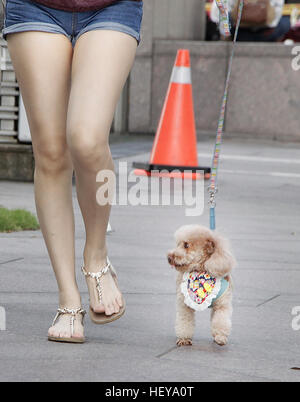 Cane a camminare con il proprietario. Foto Stock