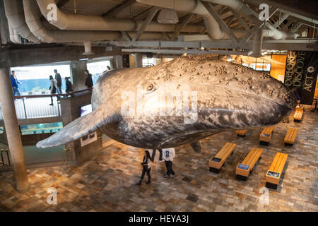 A Monterey Bay Aquarium,California,U.S.A.,Stati Uniti d'America, Foto Stock