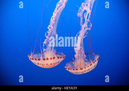 A Monterey Bay Aquarium,California,U.S.A.,Stati Uniti d'America, Foto Stock