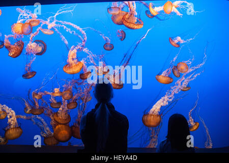 A Monterey Bay Aquarium,California,U.S.A.,Stati Uniti d'America, Foto Stock