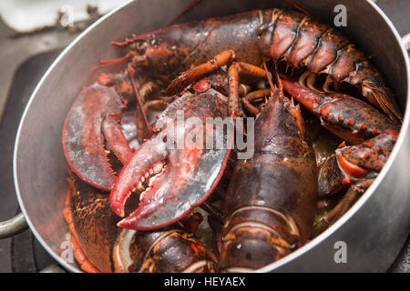 Red Lobster la cottura a vapore nel recipiente sul piano di cottura Foto Stock