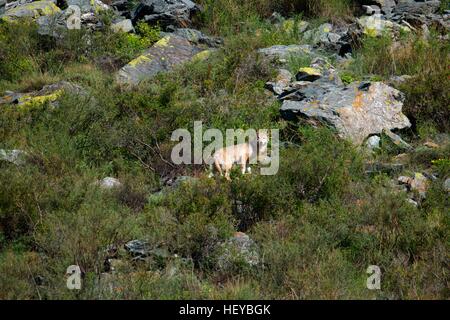 Lupo grigio si inerpica su per la montagna Foto Stock