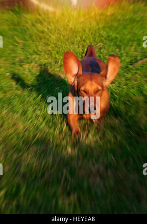 Bassotto in esecuzione sul prato verde, motion blur foto Foto Stock