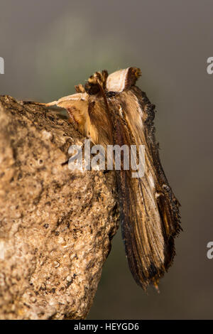 La falena mullein (Cucullia verbasci profilo). Una falena nella famiglia Noctuidae a riposo sul calcare, mostrando venatura di ali Foto Stock