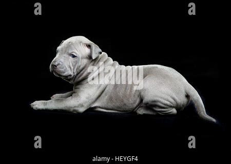 Thai ridgeback cucciolo su sfondo nero Foto Stock