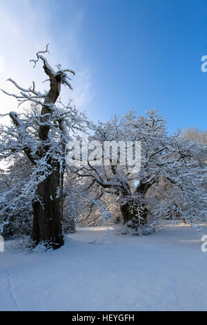 Coperta di neve Sheffield Park Gardens, East Sussex, England, Regno Unito Foto Stock