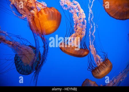 A Monterey Bay Aquarium,California,U.S.A.,Stati Uniti d'America, Foto Stock