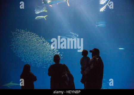 A Monterey Bay Aquarium,California,U.S.A.,Stati Uniti d'America, Foto Stock