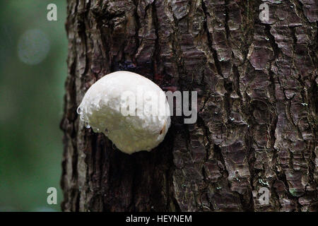 Funghicoltura in albero. Foto Stock