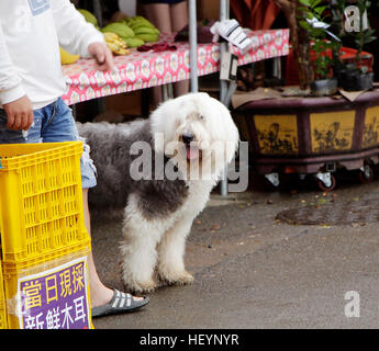 Cane di Terranova in un mercato aperto posto. Foto Stock