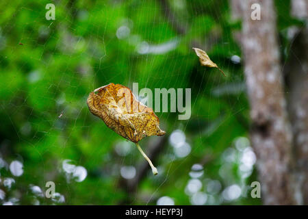 Leaf catturati in spider web. Foto Stock