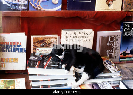 Gatto dorme nella finestra Libreria lungo il "Ave' quartiere universitario a Seattle nello Stato di Washington STATI UNITI D'AMERICA Foto Stock