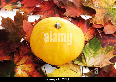 Zucca gialla posa su foglie di autunno Foto Stock