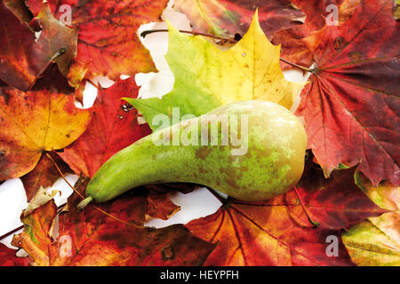 Pera con colorate Foglie di autunno Foto Stock