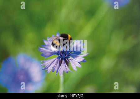 Buff-tailed bumblebee o terra di grandi dimensioni bumblebee (Bombus terrestris) su una o fiordaliso bluebottle (Centaurea cyanus) Foto Stock