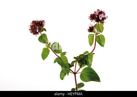 Fioritura origano (Origanum vulgare) Foto Stock