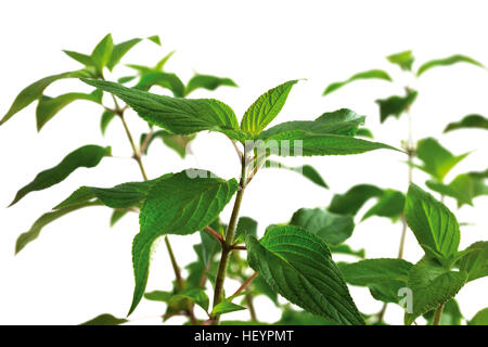 Ananas Salvia ( Salvia rutilans ) Foto Stock