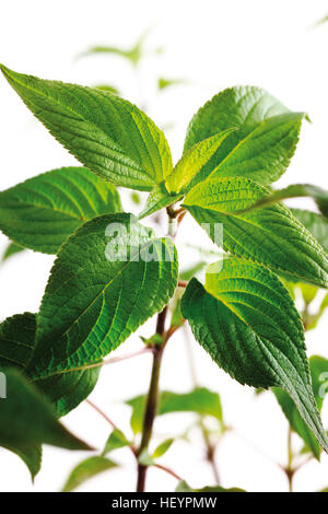 Ananas Salvia ( Salvia rutilans ) Foto Stock