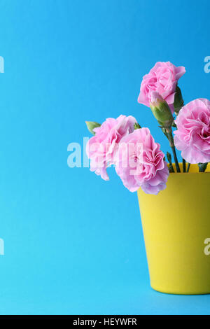 Fiori di colore rosa in vaso giallo su blu, fiori Foto Stock