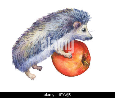 Fico d'India detiene hedgehog red apple nelle zampe. Dipinto a mano illustrazione ad acquerello isolati su sfondo bianco. Foto Stock