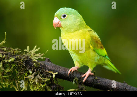 Arancio-chinned parrocchetto - Boca Tapada, San Carlos Costa Rica Foto Stock