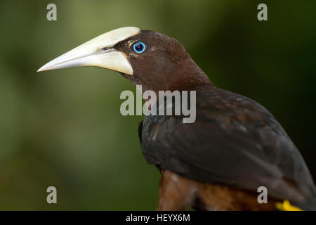 Castagne e intitolata oropendola (Psarocolius wagleri) - Boca Tapada, San Carlos Costa Rica Foto Stock