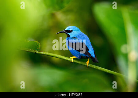 Shining Honeycreeper (maschio) - Boca Tapada, San Carlos; Costa Rica Foto Stock