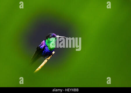 Viola-incoronato Woodnymph maschio (Thalurania colombica colombica) - Boca Tapada, San Carlos Costa Rica Foto Stock