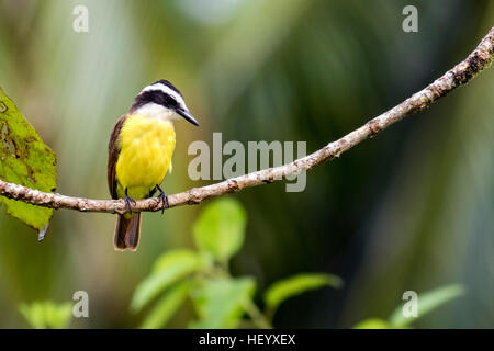 Grande Kiskadee - La Laguna del Lagarto Lodge - Boca Tapada, San Carlos Costa Rica Foto Stock