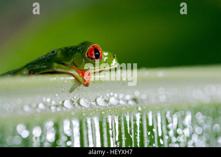 Red-eyed Raganella - La Laguna del Lagarto Lodge - Boca Tapada, San Carlos Costa Rica [campione controllato] Foto Stock