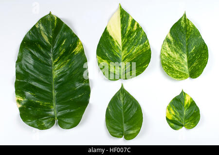 Set di pothos golden leaf su sfondo bianco. Foto Stock