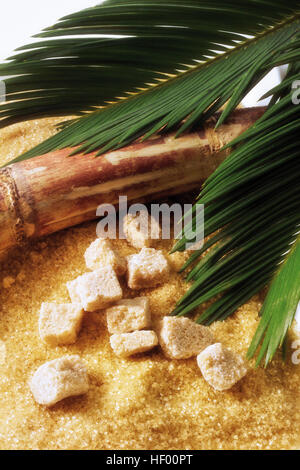 Brown zucchero di canna Saccharum () e un palm frond Foto Stock