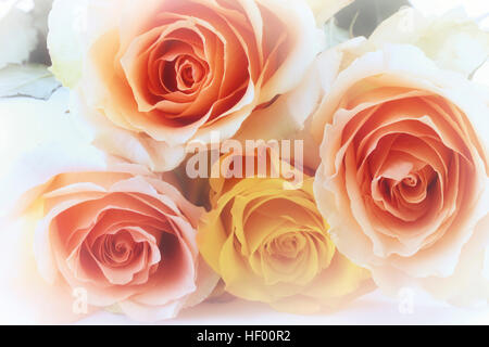 Rose Floribunda Foto Stock